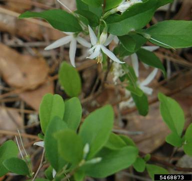 American snowbell, Styrax americanus  (Ebenales: Styracaceae) - 5468873