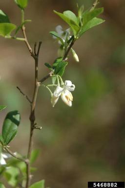 American snowbell, Styrax americanus  (Ebenales: Styracaceae) - 5468882