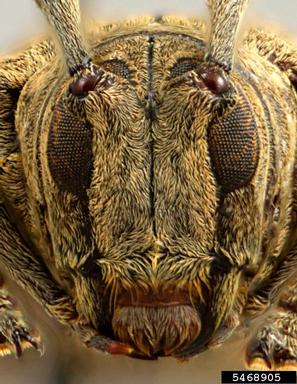 twig girdler, Tibiosioma maculosa  (Coleoptera: Cerambycidae) - 5468905