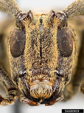 twig girdler, Tibiosioma martinsi  (Coleoptera: Cerambycidae) - 5468909