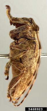 twig girdler, Tulcoides tibialis  (Coleoptera: Cerambycidae) - 5468923