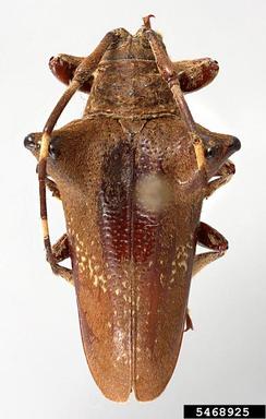 twig girdler, Typhlocerus prodigiosus  (Coleoptera: Cerambycidae) - 5468925