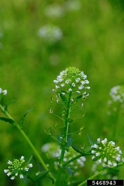 Virginia pepperweed, Lepidium virginicum  (Capparales: Brassicaceae) - 5468943
