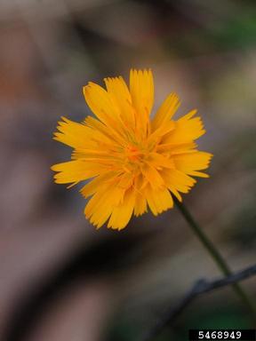 twoflower dwarfdandelion, Krigia biflora  (Asterales: Asteraceae) - 5468949