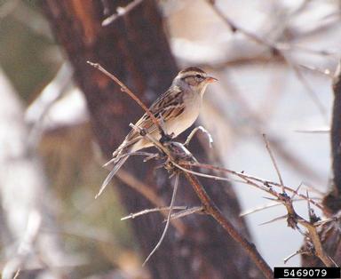 chipping sparrow, Spizella passerina  (Passeriformes: Emberizidae) - 5469079