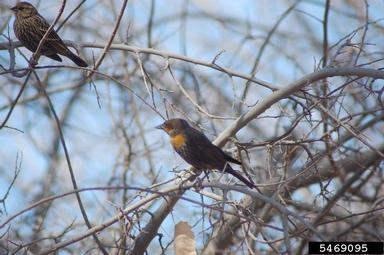 yellow-headed blackbird, Xanthocephalus xanthocephalus  (Passeriformes: Fringillidae) - 5469095