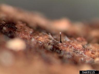Dutch elm disease (Ophiostoma ulmi ) on American elm (Ulmus americana ) - 5469115