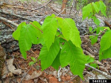 eastern poison-ivy, Toxicodendron radicans  (Sapindales: Anacardiaceae) - 5469124