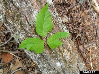 eastern poison-ivy, Toxicodendron radicans  (Sapindales: Anacardiaceae) - 5469125