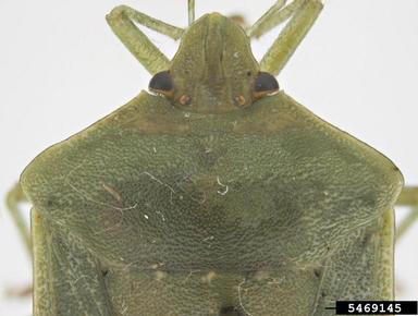 southern green stink bug, Nezara viridula  (Hemiptera: Pentatomidae) - 5469145