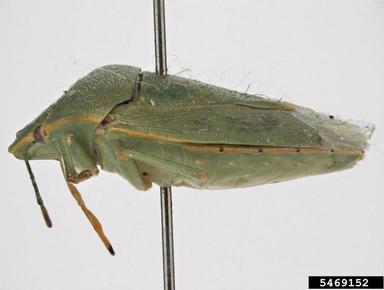 green stink bug, Chinavia apicicorne  (Hemiptera: Pentatomidae) - 5469152