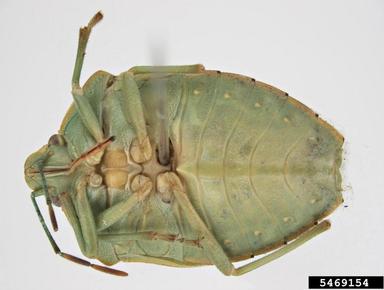 green stink bug, Chinavia apicicorne  (Hemiptera: Pentatomidae) - 5469154
