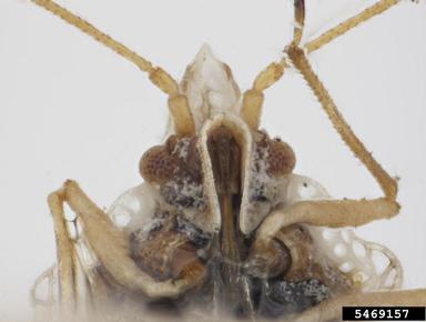 lace bug, Corythaica caestri  (Hemiptera: Tingidae) - 5469157