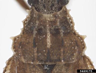 lace bug, Stenocader tingidoides  (Hemiptera: Tingidae) - 5469175