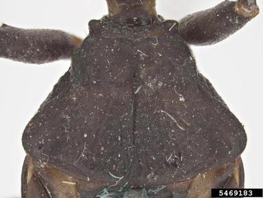 blood sucking bug, Triatoma infestans  (Hemiptera: Reduviidae) - 5469183