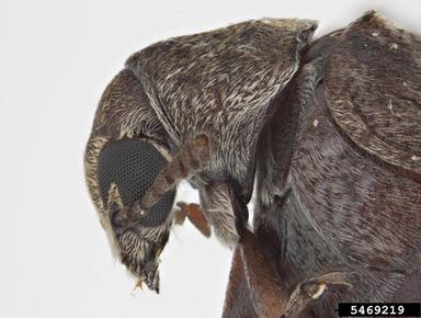 bean weevil, Pseudopachymerina spinipes  (Coleoptera: Bruchidae) - 5469219