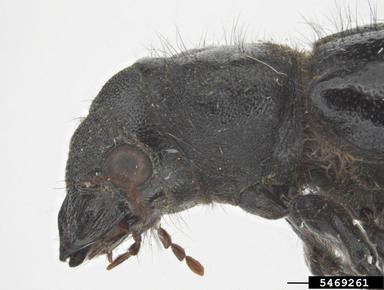 powderpost beetle, Polycaon chilensis  (Coleoptera: Bostrichidae) - 5469261