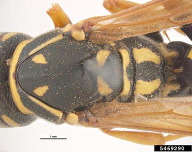 paper wasp, Polistes dominula  (Hymenoptera: Vespidae) - 5469290
