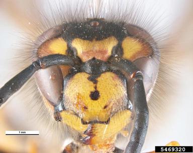 German yellowjacket, Vespula germanica  (Hymenoptera: Vespidae) - 5469320