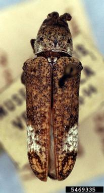 twig girdler, Cylicasta difficilis  (Coleoptera: Cerambycidae) - 5469335