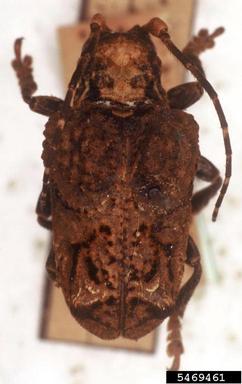 twig girdler, Trachysomus santarensis  (Coleoptera: Cerambycidae) - 5469461