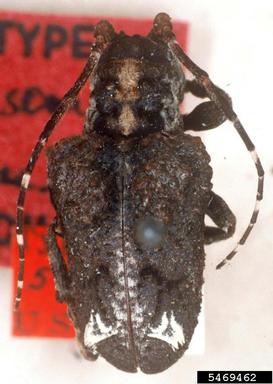 twig girdler, Trachysomus surdus  (Coleoptera: Cerambycidae) - 5469462