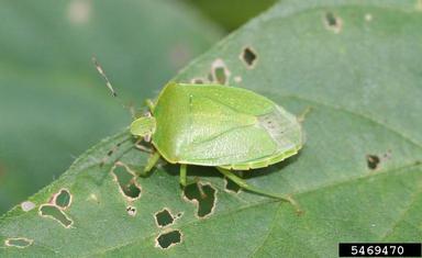 green stink bug (Acrosternum hilare ) on soybean (Glycine max ) - 5469470