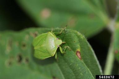 green stink bug (Acrosternum hilare ) on soybean (Glycine max ) - 5469472