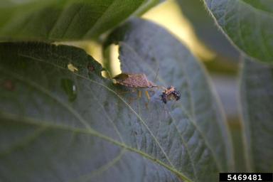 spined soldier bug, Podisus maculiventris  (Hemiptera: Pentatomidae) - 5469481