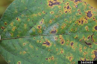 powdery mildew (Erysiphe diffusa ) on soybean (Glycine max ) - 5469486