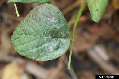 powdery mildew (Erysiphe diffusa ) on soybean (Glycine max ) - 5469492