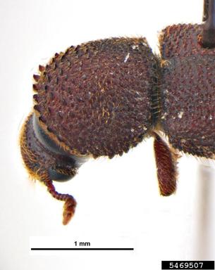 powderpost beetle, Stephanopachys amplus  (Coleoptera: Bostrichidae) - 5469507