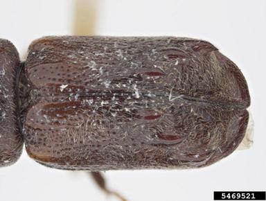 powderpost beetle, Xylobiops texanus  (Coleoptera: Bostrichidae) - 5469521