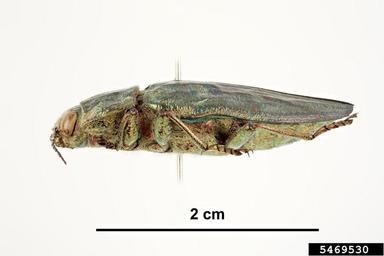 flatheaded borer, Chalcophora massiliensis  (Coleoptera: Buprestidae) - 5469530