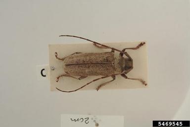 fig longicorn beetle, Acalolepta vastator  (Coleoptera: Cerambycidae) - 5469545