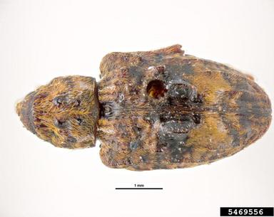plum curculio, Conotrachelus nenuphar  (Coleoptera: Curculionidae) - 5469556