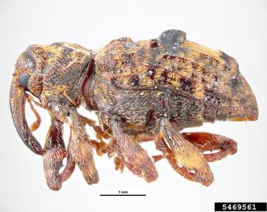plum curculio, Conotrachelus nenuphar  (Coleoptera: Curculionidae) - 5469561