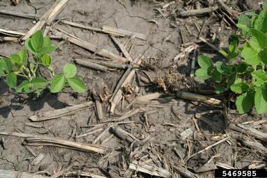 damping-off (  ) on soybean (Glycine max ) - 5469585