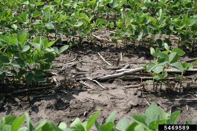 damping-off (  ) on soybean (Glycine max ) - 5469589
