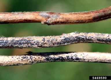 anthracnose (Colletotrichum truncatum ) on soybean (Glycine max ) - 5469590