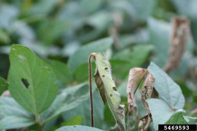 anthracnose (Colletotrichum truncatum ) on soybean (Glycine max ) - 5469593