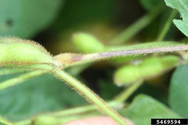 anthracnose (Colletotrichum truncatum ) on soybean (Glycine max ) - 5469594