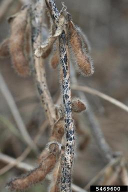 anthracnose (Colletotrichum truncatum ) on soybean (Glycine max ) - 5469600
