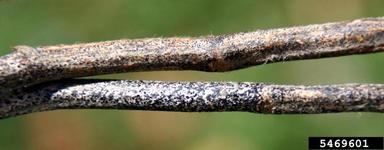 anthracnose (Colletotrichum truncatum ) on soybean (Glycine max ) - 5469601