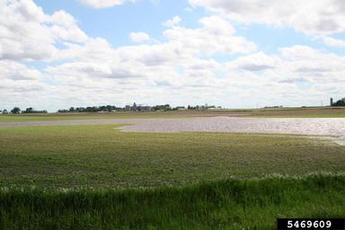 flooding/high water (  ) on corn (Zea mays ) - 5469609