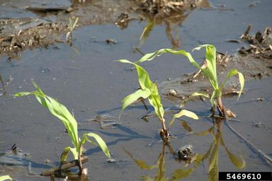flooding/high water (  ) on corn (Zea mays ) - 5469610