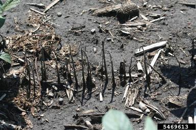 flooding/high water (  ) on soybean (Glycine max ) - 5469613