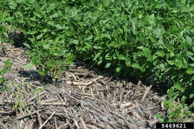 flooding/high water (  ) on soybean (Glycine max ) - 5469621