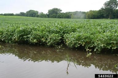 flooding/high water (  ) on soybean (Glycine max ) - 5469622