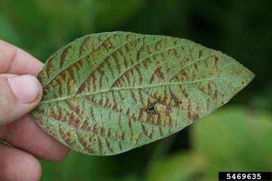 sunscald (  ) on soybean (Glycine max ) - 5469635